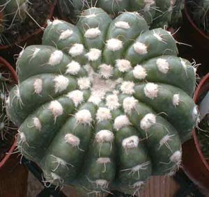 Notocactus_uebelmannianus